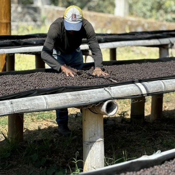 グアテマラ アティトラン ウォッシュド