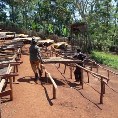 エチオピア イルガチェフ ウォッシュド