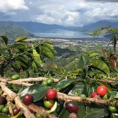 インドネシア マンデリン アチェ