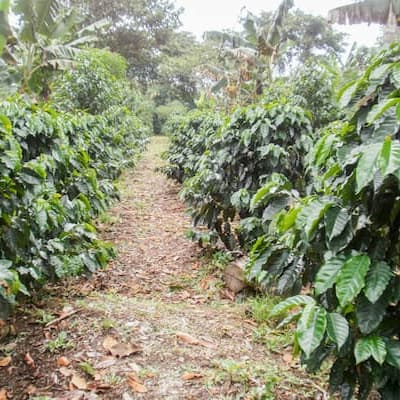 コロンビア　ウィラ　ウォッシュド